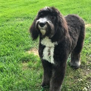 Meet your Posher, Devin